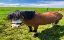 Welsh Section A horses for sale: Welsh Section A • Mare • 8 years - Image 14