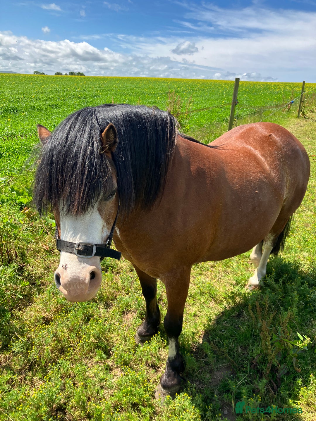 Welsh Section A horses for sale: Welsh Section A • Mare • 8 years - Image 14