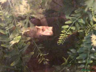 Gecko reptiles crested gecko - Advert 1