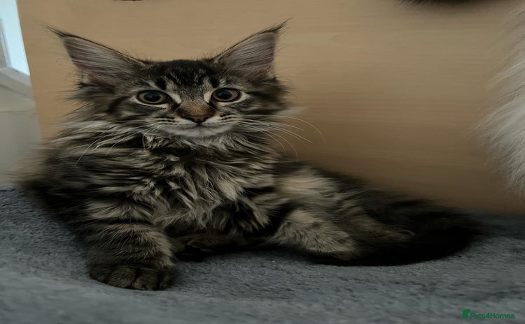 Maine Coon cats - Advert 1