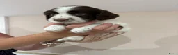 English Springer Spaniel dogs for sale:  KC registered English springer spaniel puppies - Advert 12