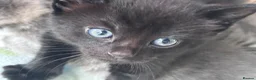 Mixed Breed cats for sale: ✨ 🐾 Kittens ready from today 🐾✨ - Advert 20