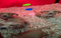 Labrador Retriever dogs for sale: Labrador Fox Red - Image 13