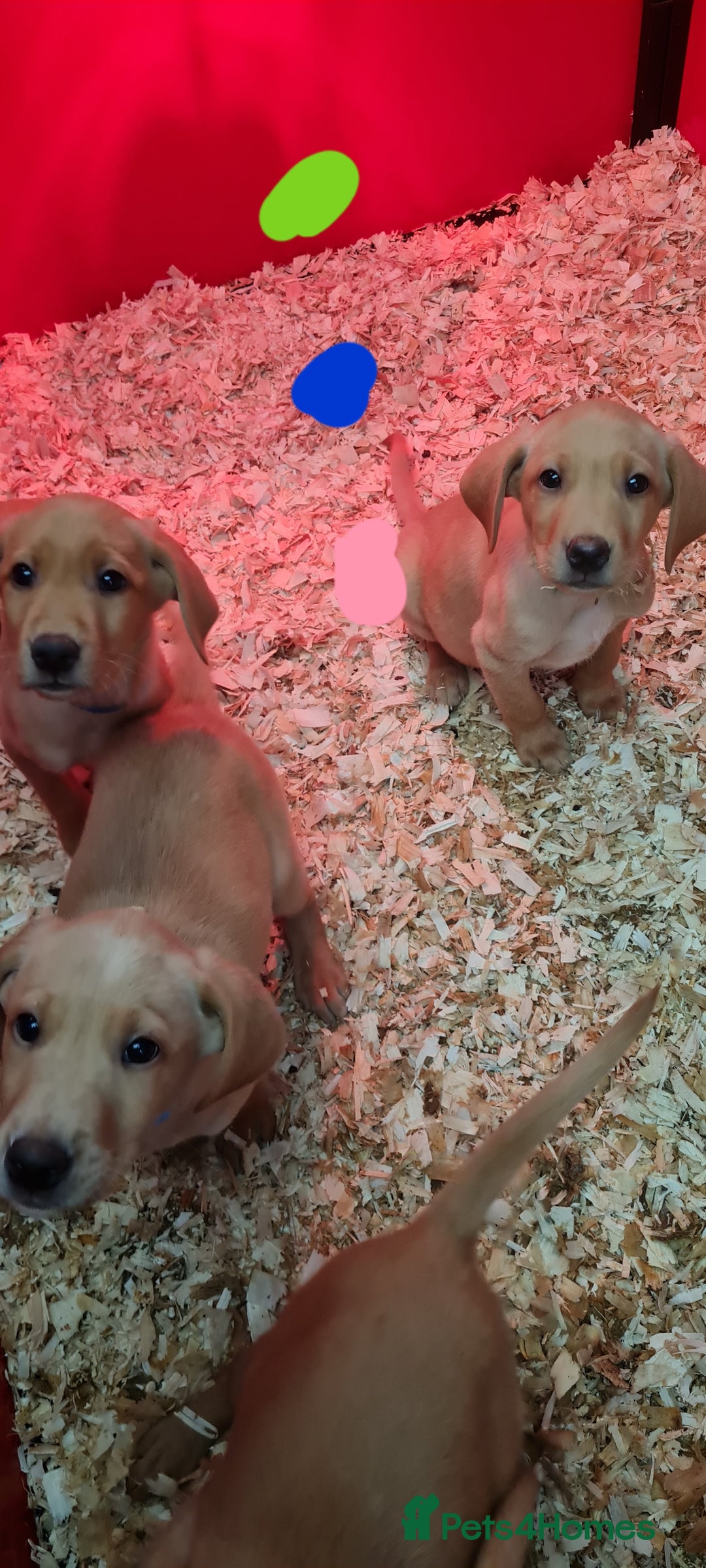 Labrador Retriever dogs for sale: Labrador Fox Red - Image 13