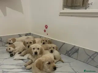 Golden Retriever dogs KC redesigned pure breed Golden retriever puppies - Advert 10