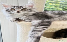 Maine Coon cats for sale: WE MAY SELL ACTIVE Top quality Maine coon kittens - Image 1
