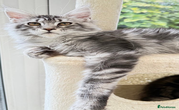 Maine Coon cats - Advert 7
