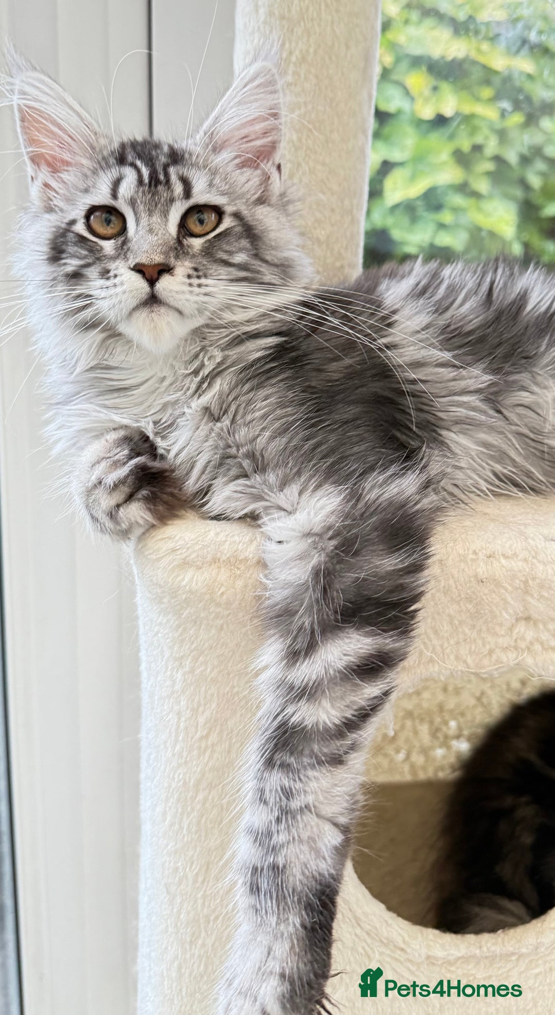 Maine Coon cats for sale: WE MAY SELL ACTIVE Top quality Maine coon kittens - Image 1