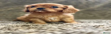 Cavalier King Charles Spaniel 3