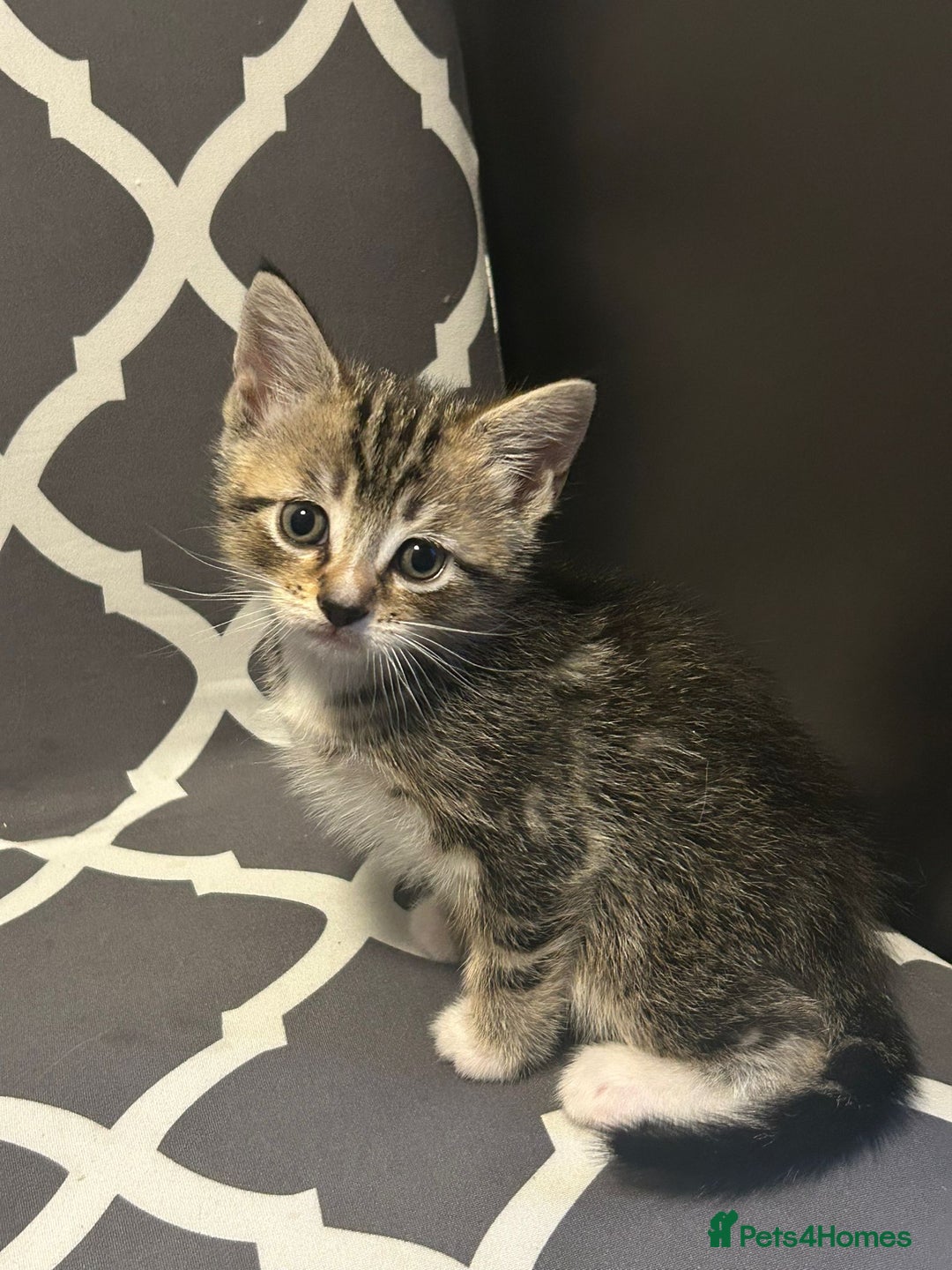 Mixed Breed cats for sale: Adorable kittens FOR SALE - Advert 4