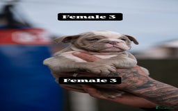 English Bulldog dogs for sale: English bulldog pups for sale  - Image 1