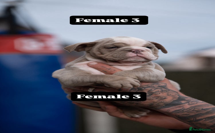 English Bulldog dogs - Advert 6