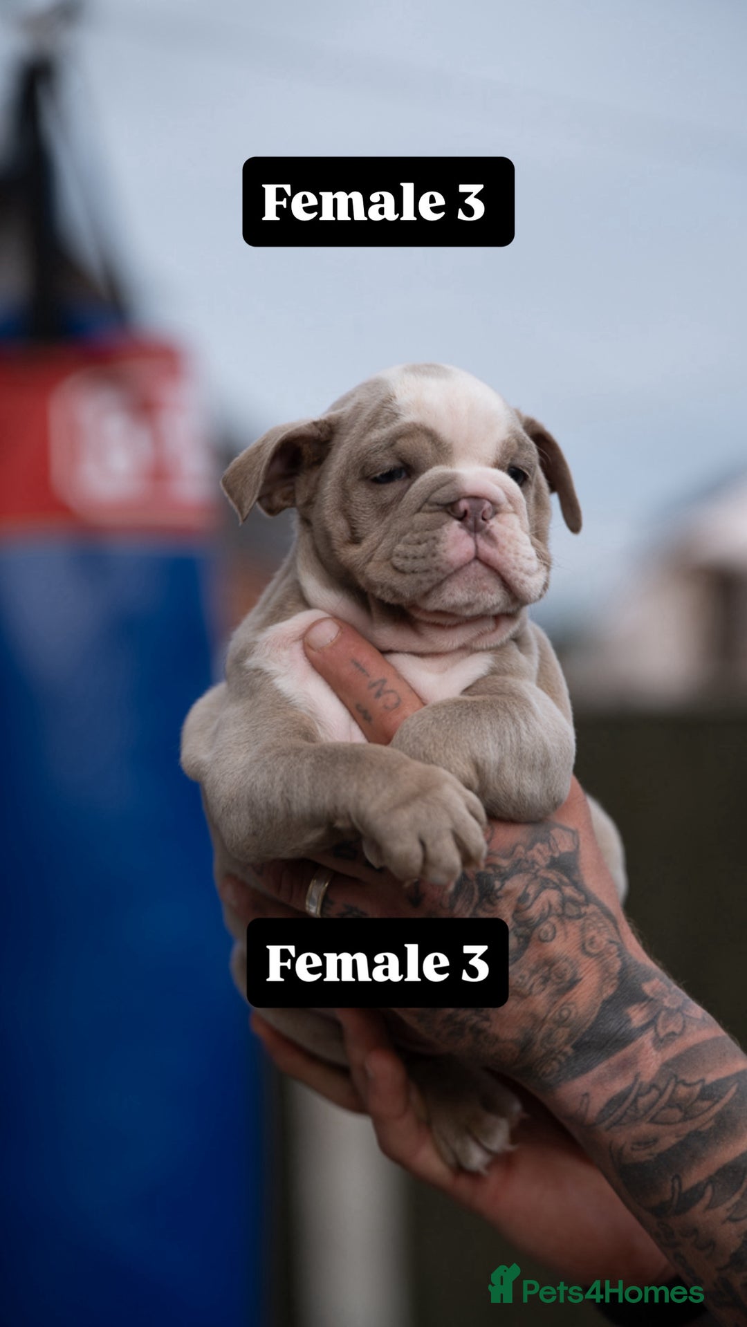 English Bulldog dogs for sale: English bulldog pups for sale  - Image 1
