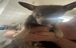 Chihuahua dogs for sale: 1 Stunning Male Chihuahua  - Image 2