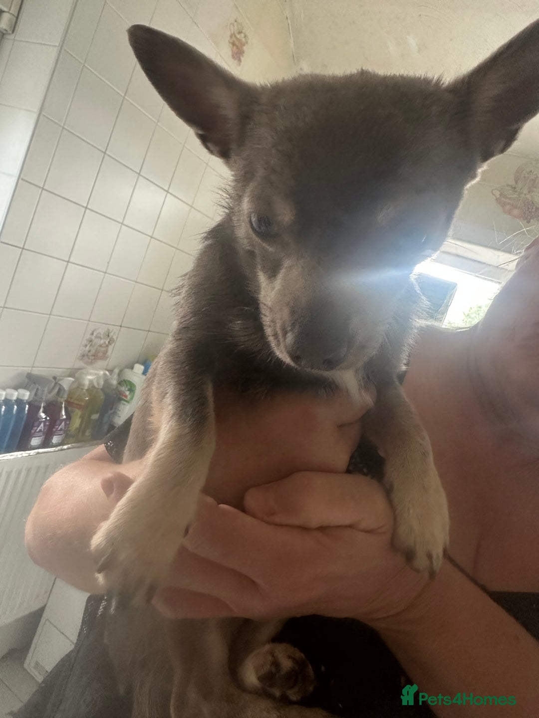 Chihuahua dogs for sale: 1 Stunning Male Chihuahua  - Image 2