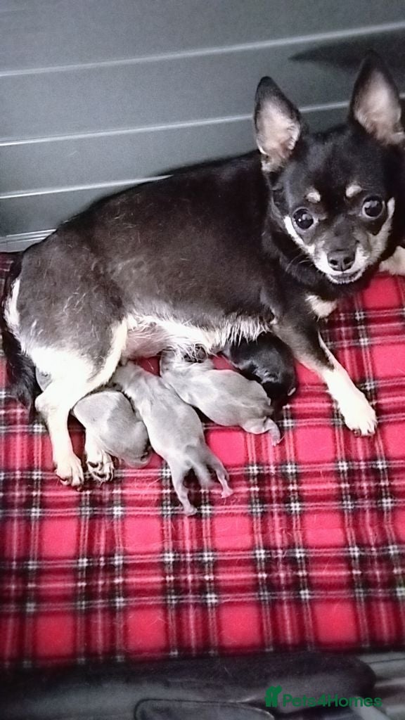 Chihuahua dogs 4 tiny beautiful chihuahua puppies  - Advert 13