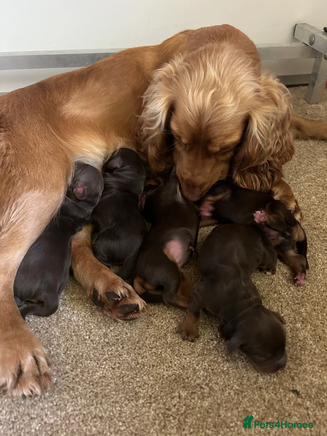 Cocker Spaniel dogs for stud: KC Working Cocker Spaniel Health tested in Ludlow - Advert 10