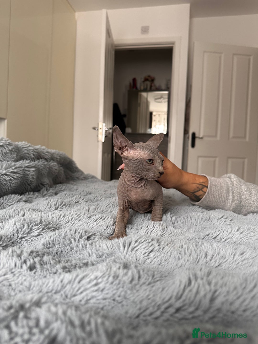 Sphynx cats for sale: Four 😍 SPHYNX kittens  - Image 15