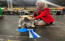 English Bulldog dogs for stud: Available for stud to approved bitches - Image 5