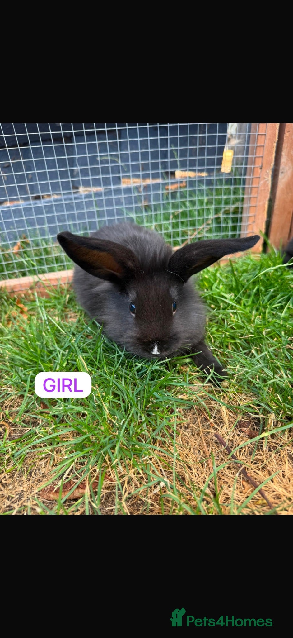 Mini Lion Lop rabbits Adorable bunnies for sale  - Advert 1