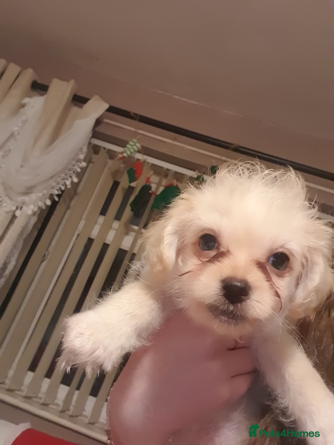 Chipoo dogs for sale: Chipoos  - Advert 3