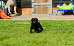 Labrador Retriever dogs for sale: Stunning litter of 6 Labrador Puppies  - Image 14