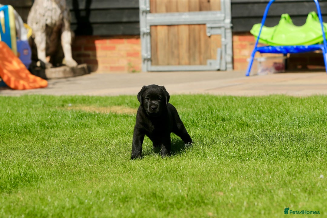 Labrador Retriever dogs for sale: Stunning litter of 6 Labrador Puppies  - Image 14