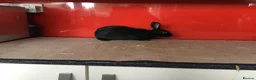 English Spot rabbits for sale: English Rabbits for sale  - Advert 6
