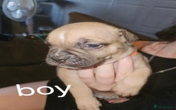 American Bully dogs for sale: Pocket bully puppies - Image 3