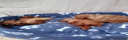 Cockapoo dogs for sale: Stunning red cockapoo/cavapoo puppies  in Coventry - Advert 5