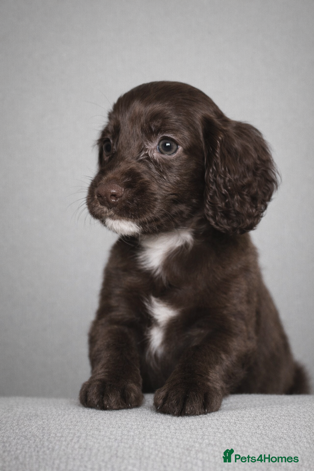 Cocker Spaniel dogs 🐾 Stunning merle Cocker Spaniels - 2 available🐾  - Advert 8