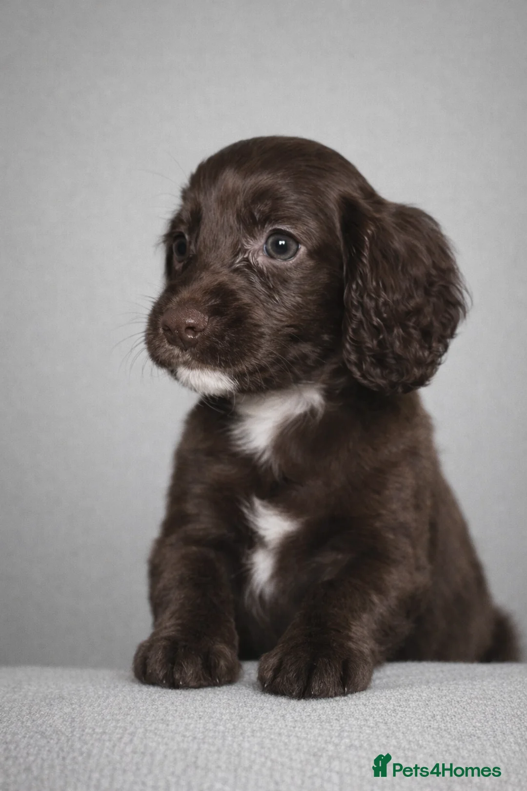 Cocker Spaniel dogs for sale: 🐾 Stunning merle Cocker Spaniels - 3 available🐾  - Advert 3