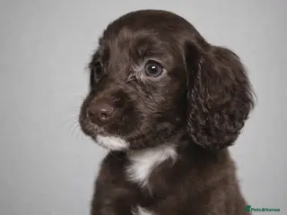 Cocker Spaniel dogs 🐾 Stunning merle Cocker Spaniels - 2 available🐾 - Advert 8