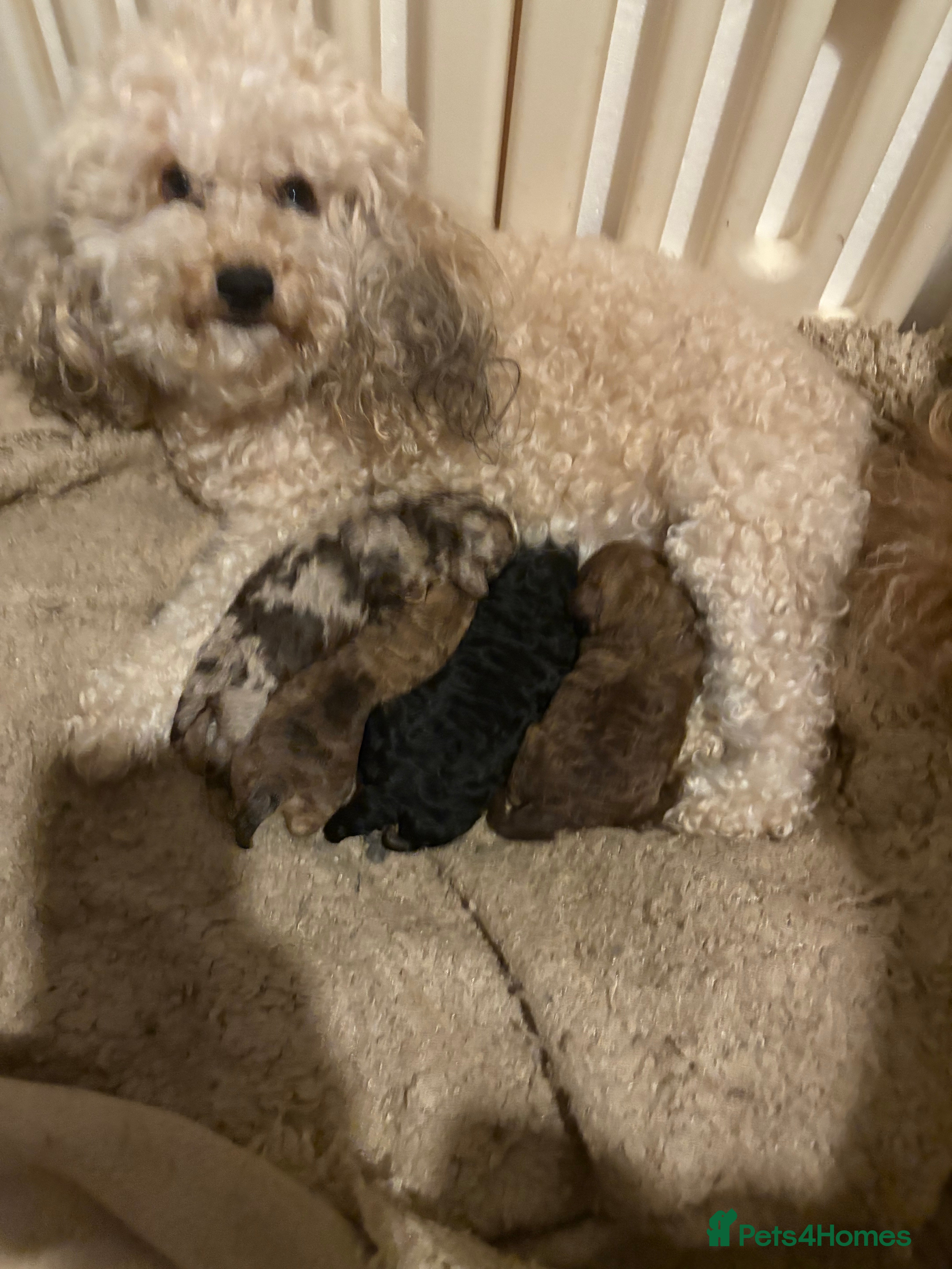 Cockapoo dogs Miniature Cockapoos - Advert 4