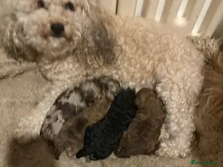 Cockapoo dogs Miniature Cockapoos - Advert 4