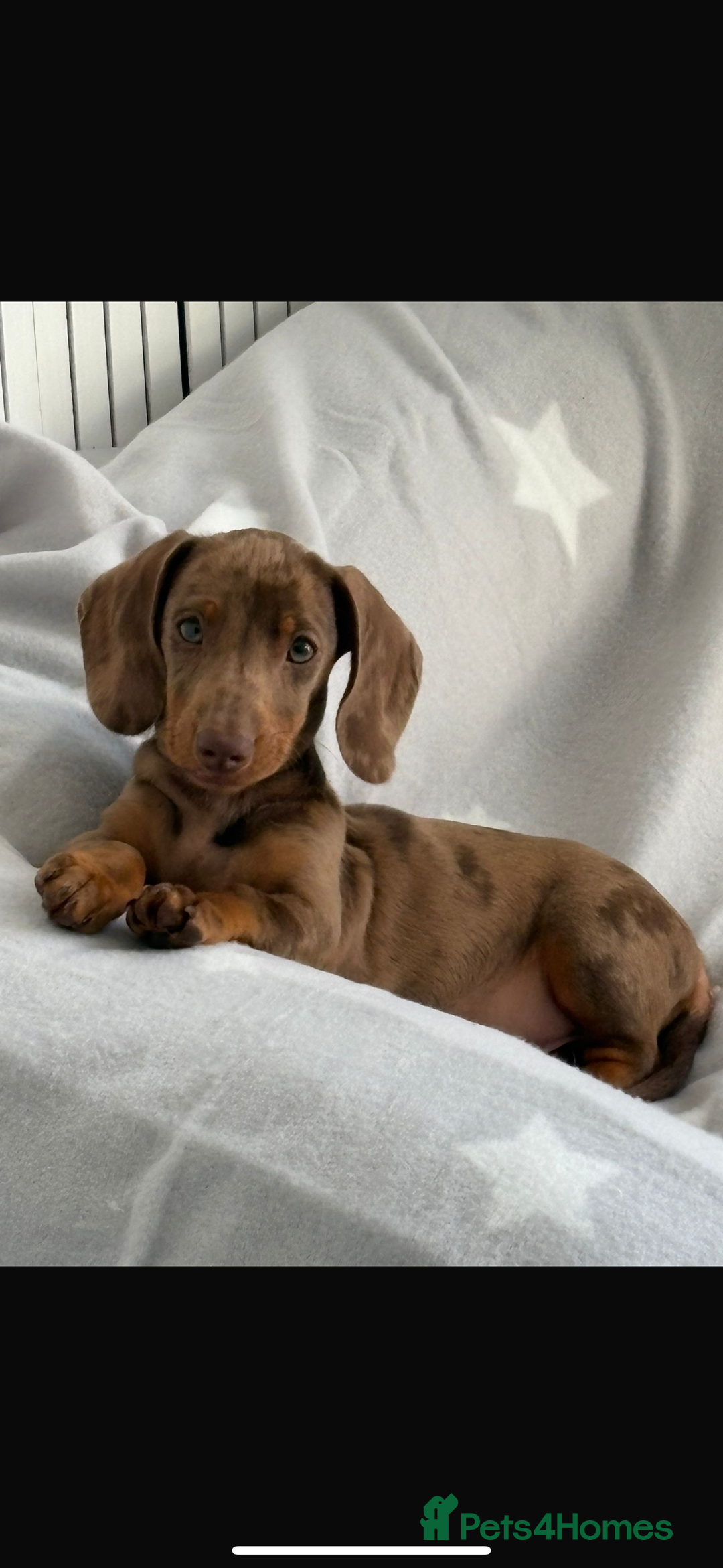 Miniature Dachshund dogs for sale: Miniture dachshund - Advert 2