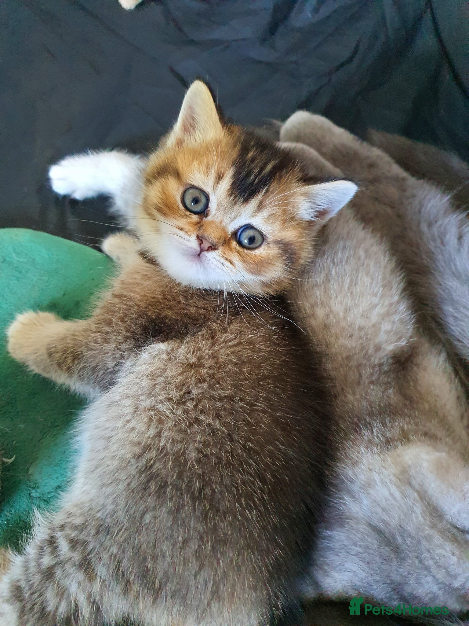 Scottish Fold cats 🐾 Adorable Scottish Fold Kittens  - Advert 2