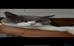 British Shorthair cats for sale: Two beautiful British shorthairs - Image 3