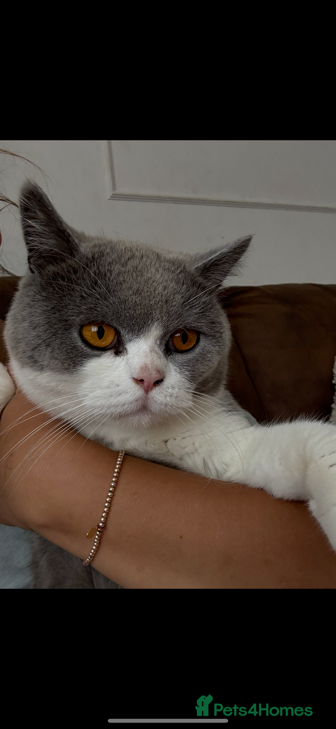 British Shorthair cats for sale: Two beautiful British shorthairs - Image 3