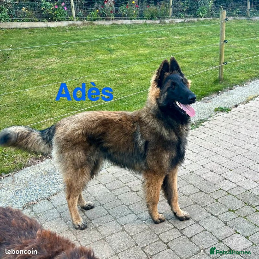 Belgian Shepherd Dog dogs for sale: Belgian Tervuren Shepherd Males available now - Advert 2