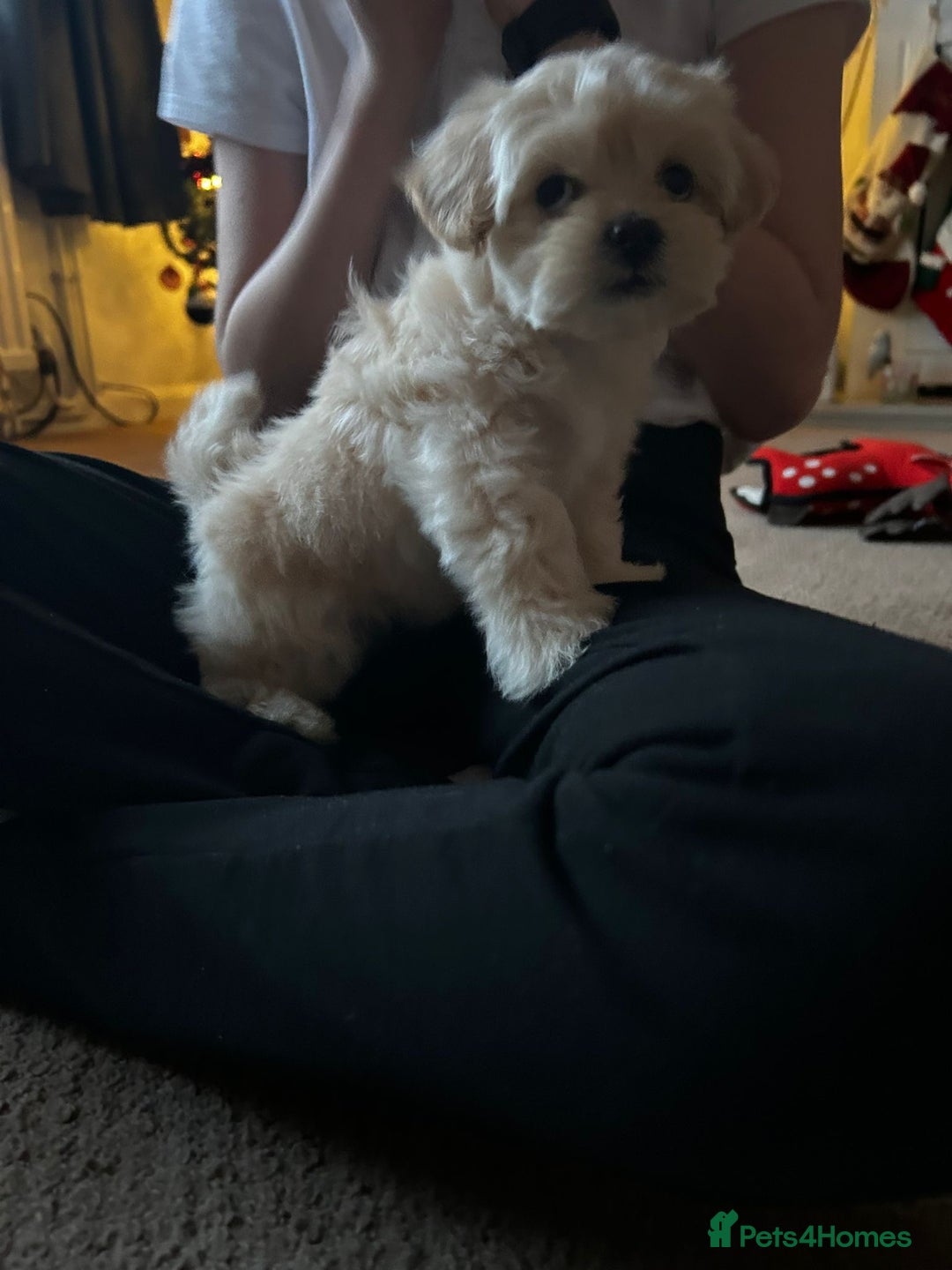 Lhasapoo dogs for sale: Lhasapoo for sale  - Advert 7