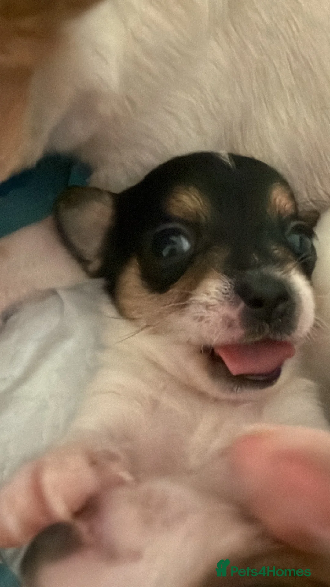 Chihuahua dogs for sale: 4 weeks  - Advert 13
