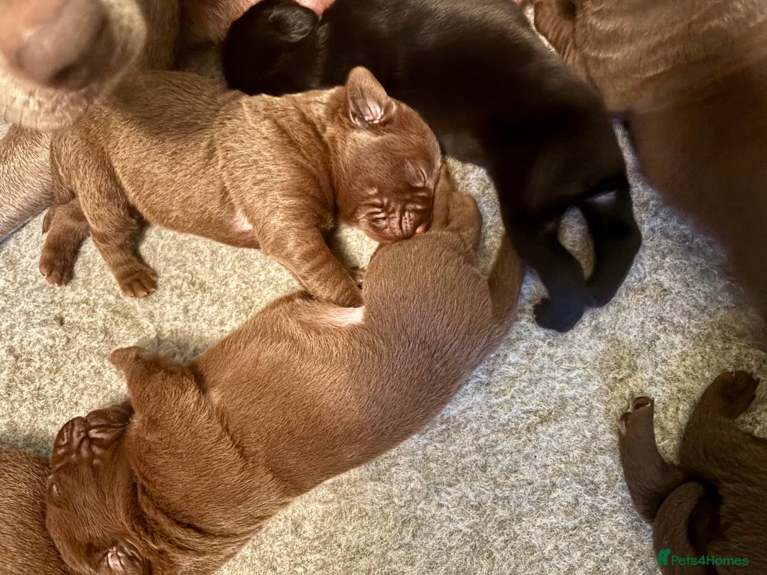 Labrador Retriever dogs for sale: Chocolate and Black Labrador Puppies - Advert 7