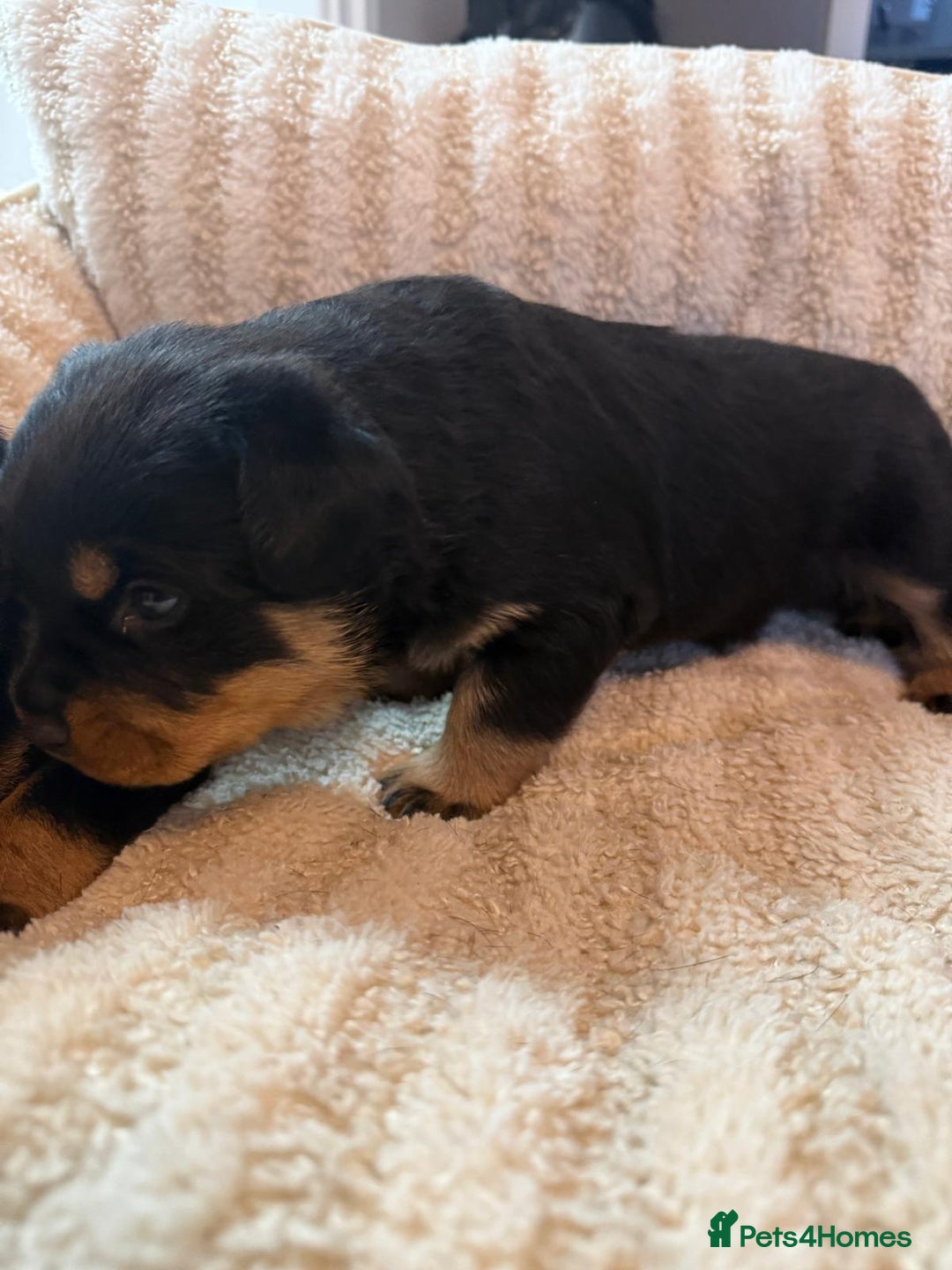 Rottweiler dogs for sale: Rottweiler puppies - ready  **   - Advert 4