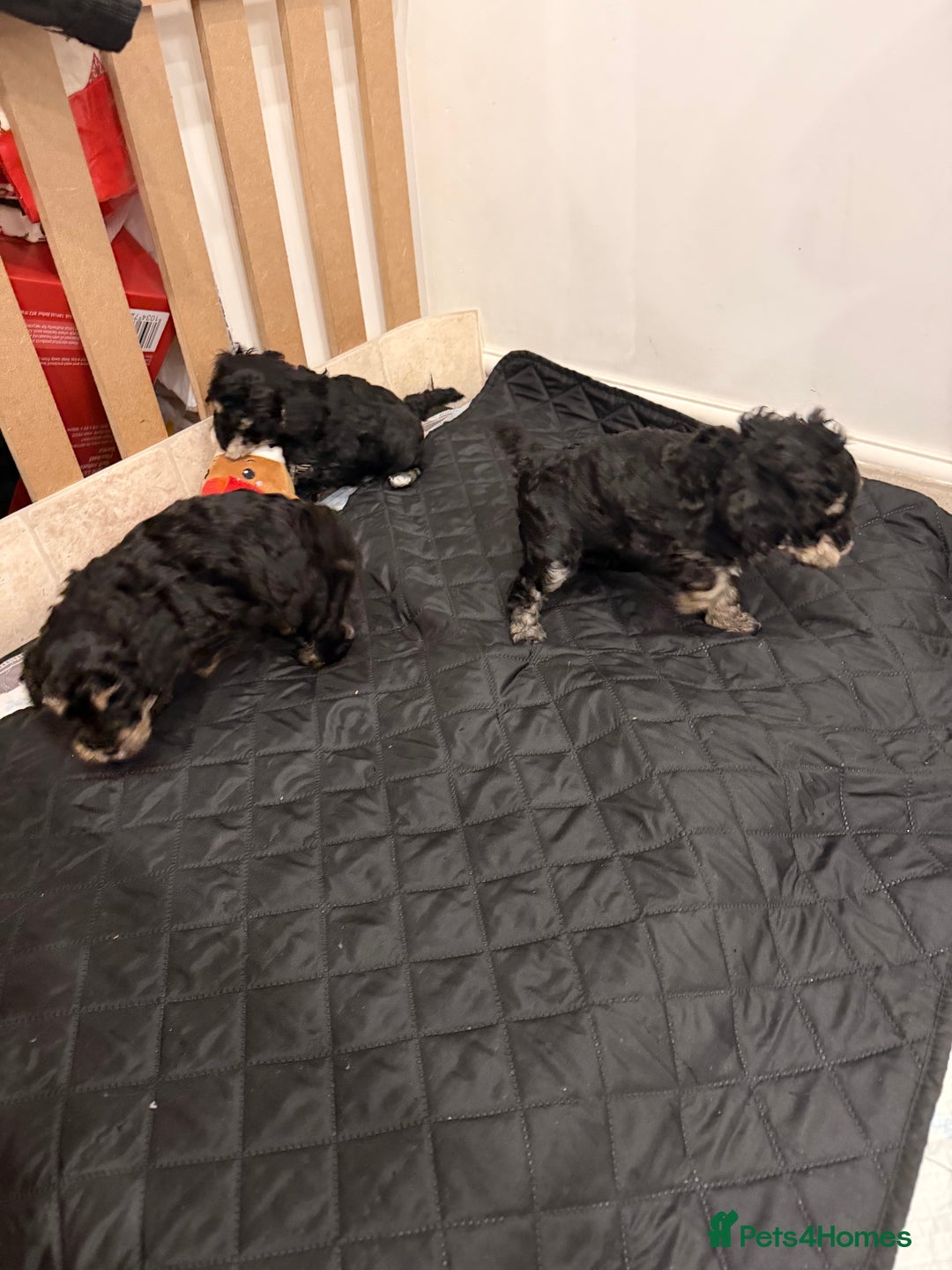 Poochon dogs for sale: Gorgeous Poochon puppies 2 girls 3 boys - Advert 2