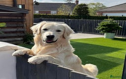 Golden Retriever dogs for sale: Extensively Health tested parents.Snowwhite Chunks - Image 39