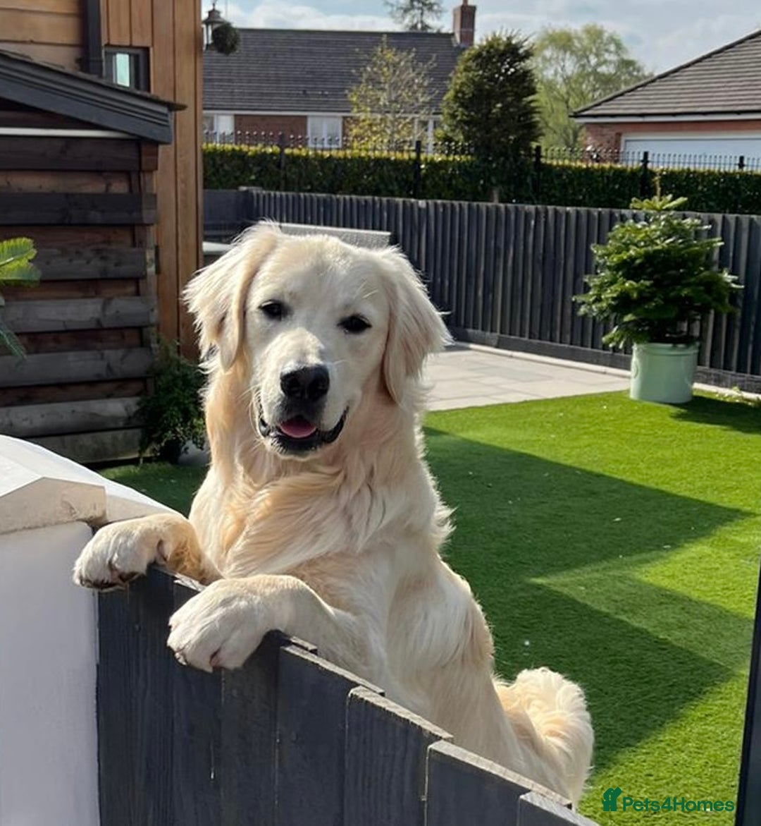 Golden Retriever dogs for sale: Extensively Health tested parents.Snowwhite Chunks - Image 39