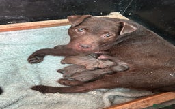 Patterdale Terrier dogs for sale: Patterdale terriers - Image 6