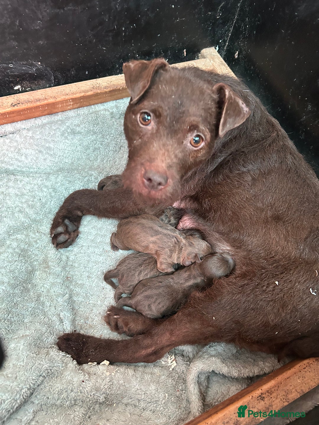 Patterdale Terrier dogs for sale: Patterdale terriers - Image 6