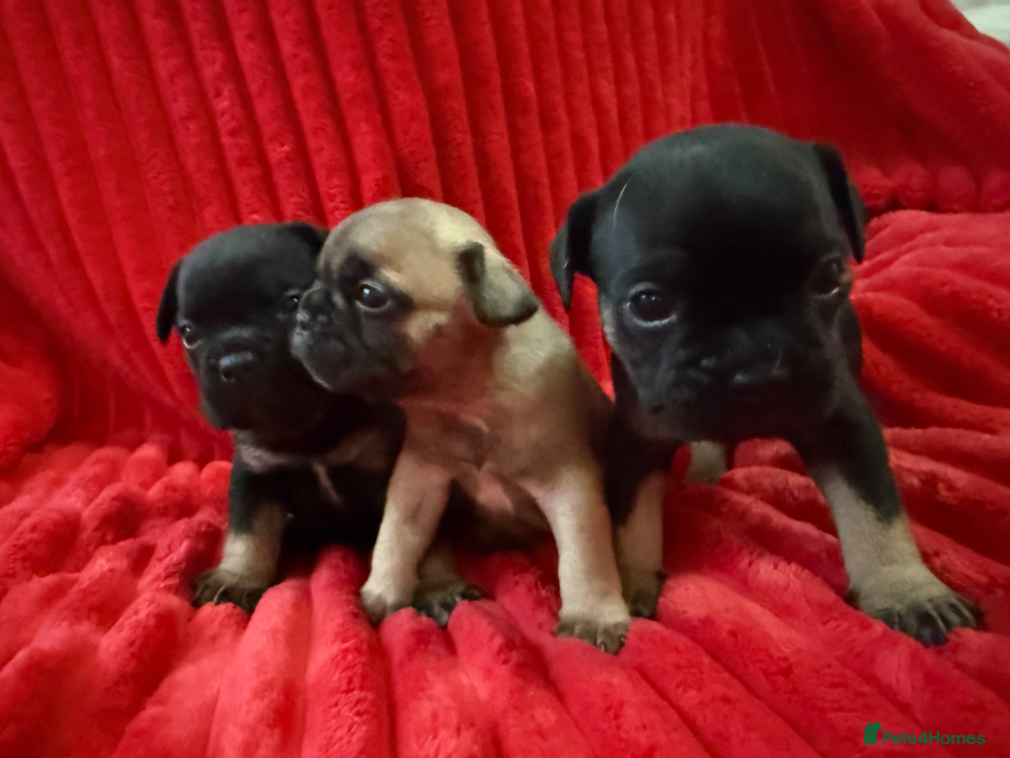 French Bulldog dogs 🐶French Bulldog Puppies For Sale – Ready Soon🐶 - Advert 10